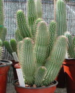 Weight loss. Hoodia - gran apetito suppressant.