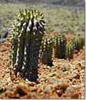 Hoodia. Hoodia helpt ons gewicht verliezen.